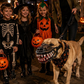 🎃 Halloweenowy kaganiec dla psa – 50% ZNIŻKI! OFERTA LIMITOWANA! Śmieszna maska potwora, idealna na Halloween, imprezy i zdjęcia. Wygodna, lekka i bezpieczna dla zwierząt. Sprawi, że Twój pies będzie gwiazdą każdej imprezy! 🐶👻✨